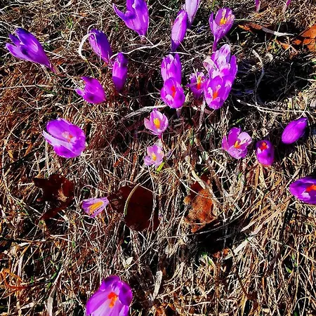 Oboz Partyzancki Gorce Tatil Evi